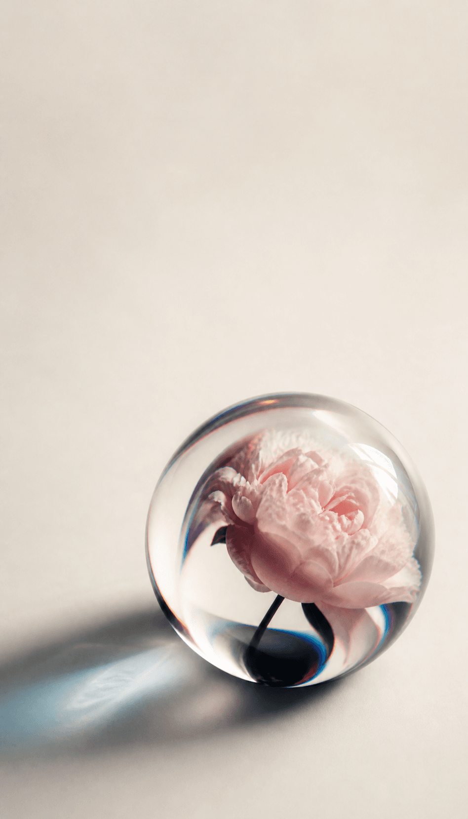 A pale peony refracted through a thick glass orb